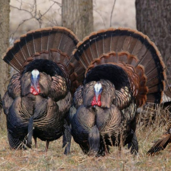 Meet your Posher, Caleb seth - Picture 1 of 1